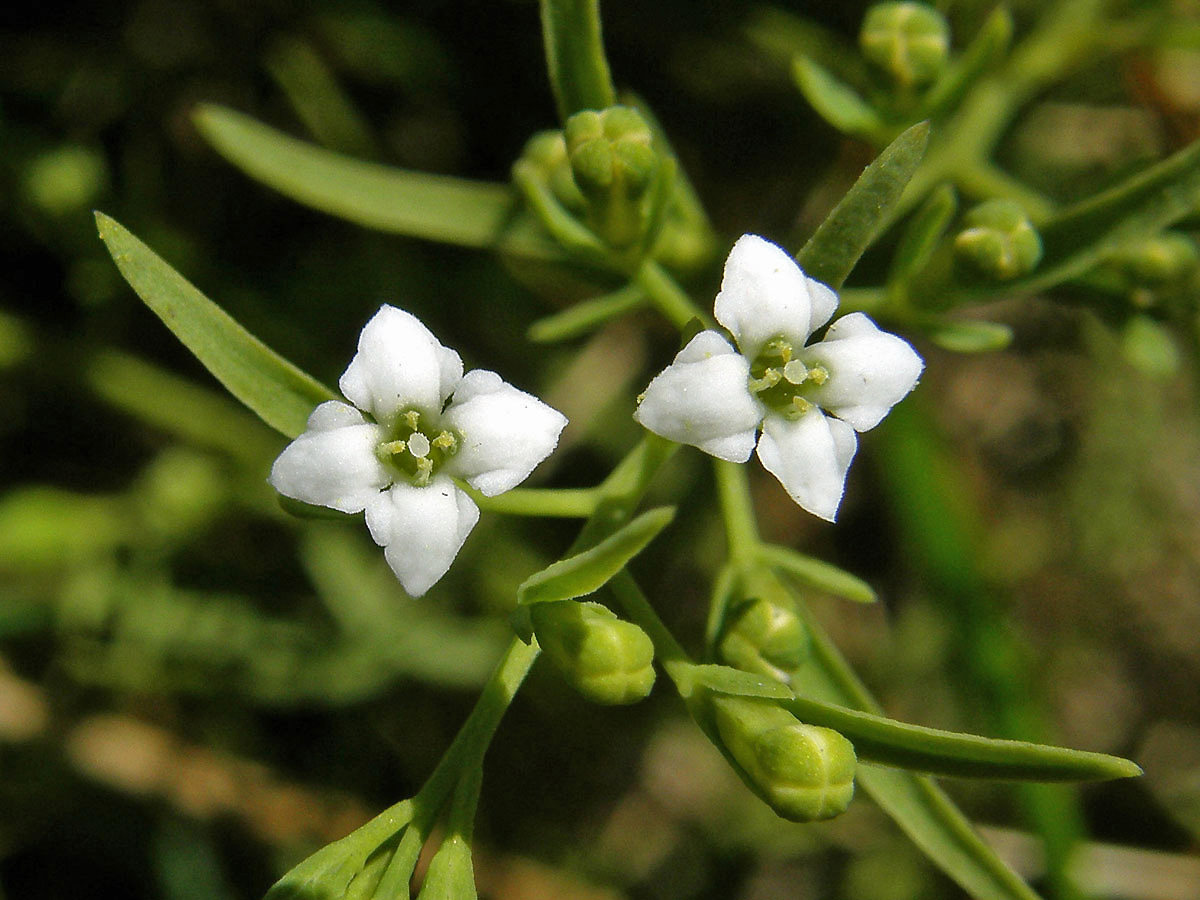 Lněnka alpská (Thesium alpinum L.)