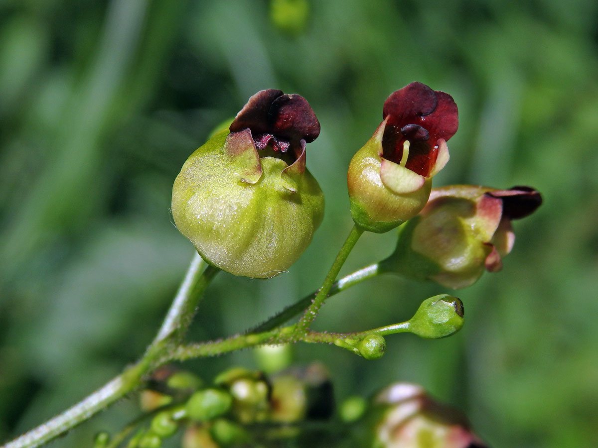 Hálky žlabatky Asphondylia scrophulariae na krtičníku (Scrophularia nodosa L.)