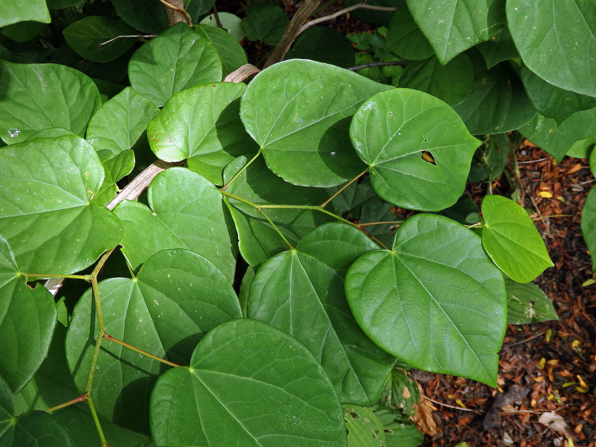 Zmarlika čínská (Cercis chinensis Bunge)