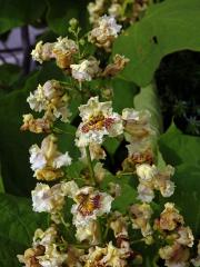 Katalpa vejčitá (Catalpa ovata G. Don)