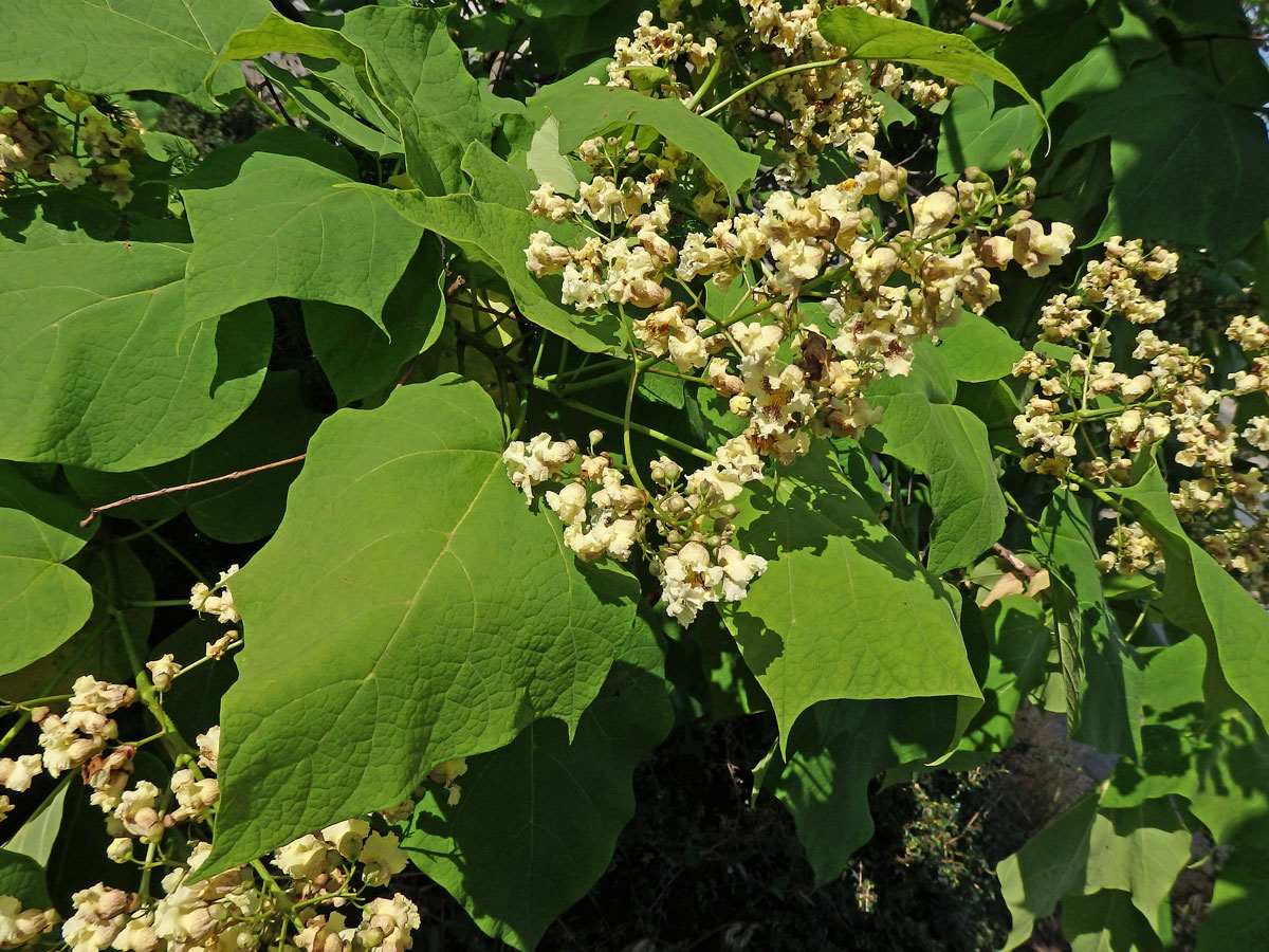 Katalpa vejčitá (Catalpa ovata G. Don)