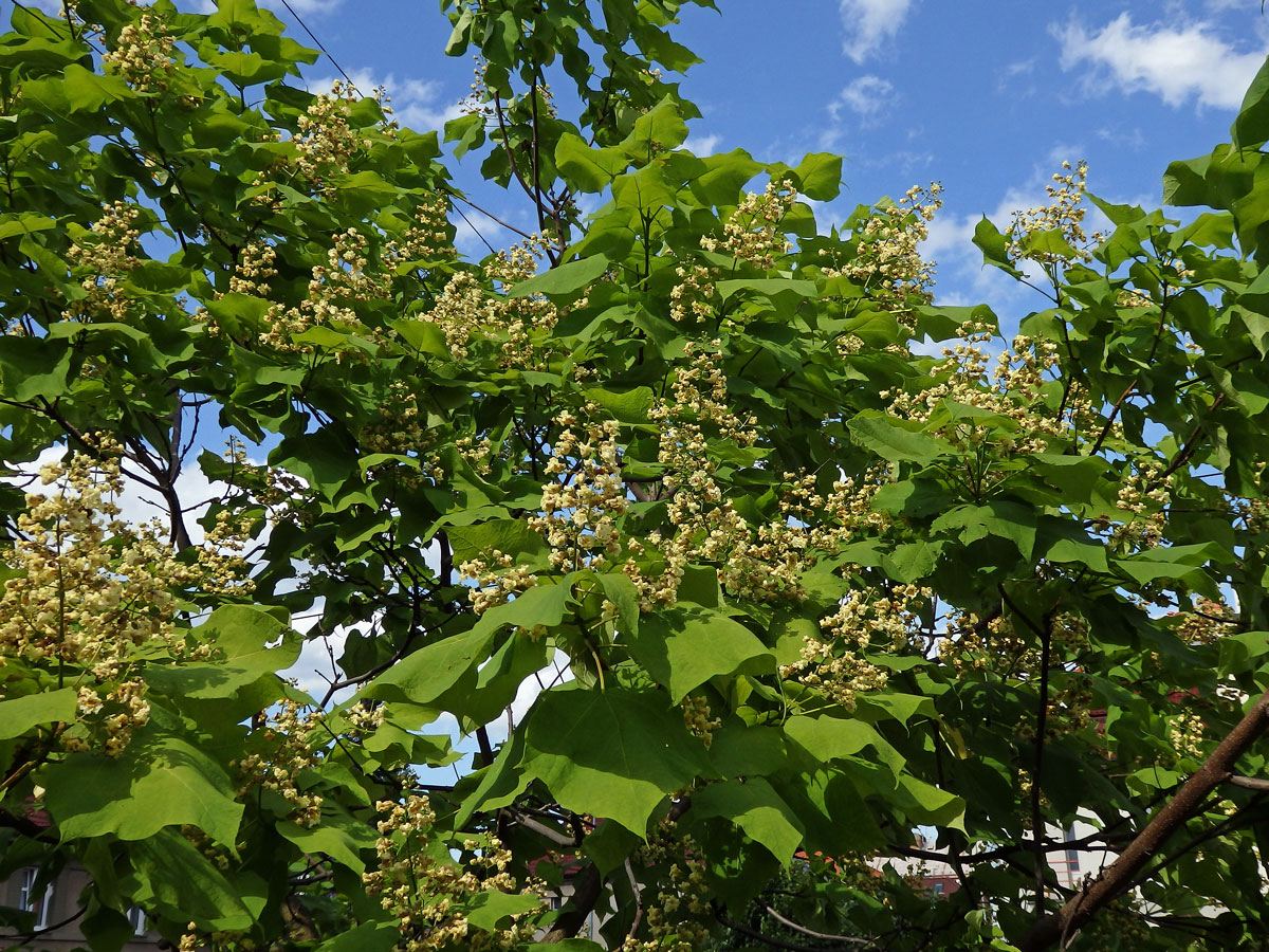 Katalpa vejčitá (Catalpa ovata G. Don)