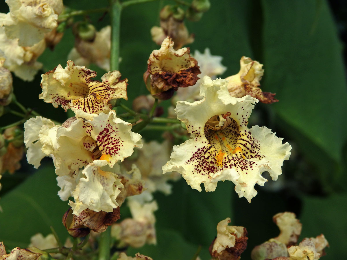 Katalpa vejčitá (Catalpa ovata G. Don)