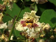 Katalpa vejčitá (Catalpa ovata G. Don)