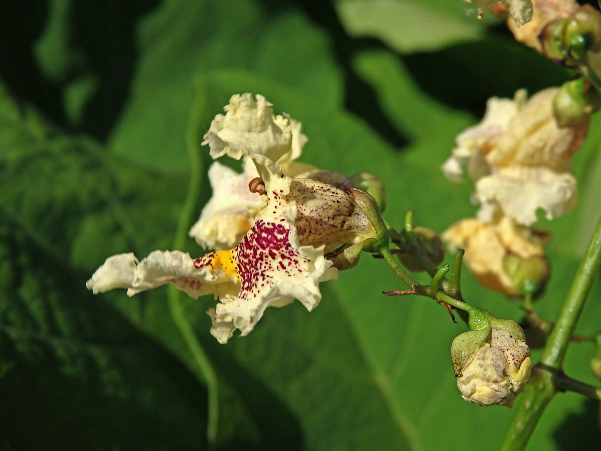 Katalpa vejčitá (Catalpa ovata G. Don)