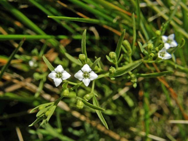 Lněnka alpská (Thesium alpinum L.)