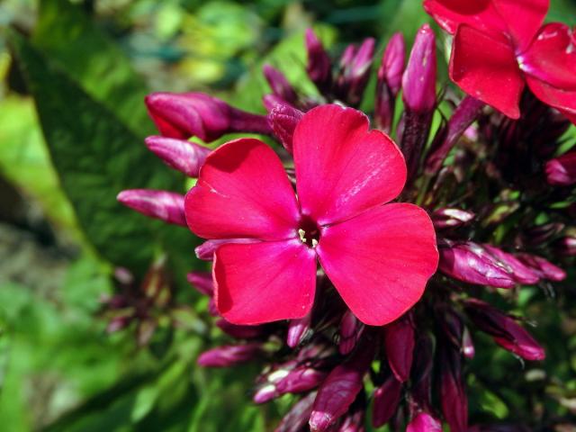 Plamenka latnatá (Phlox paniculata L.) s čtyřčetným květem (14)