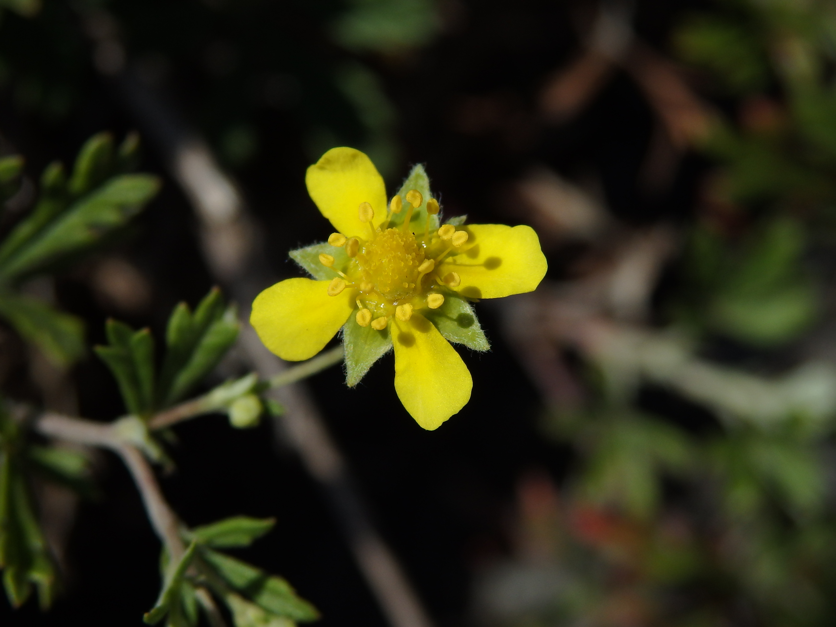 Mochna stříbrná (Potentilla argentea L.) s čtyřčetným květem (1b)