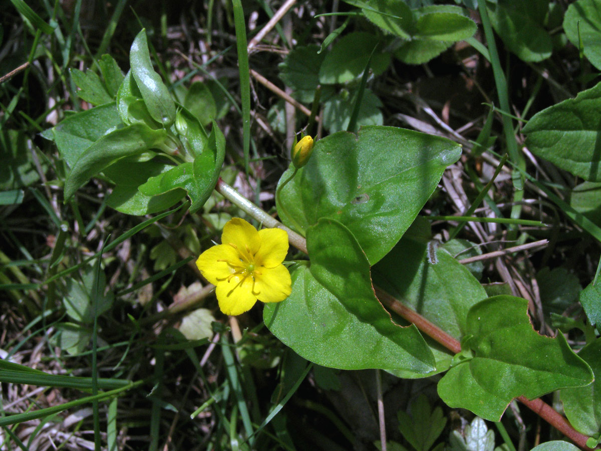 Vrbina hajní (Lysimachia nemorum L.)