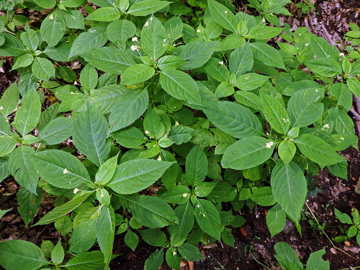 Netýkavka malokvětá (Impatiens parvoflora DC.)