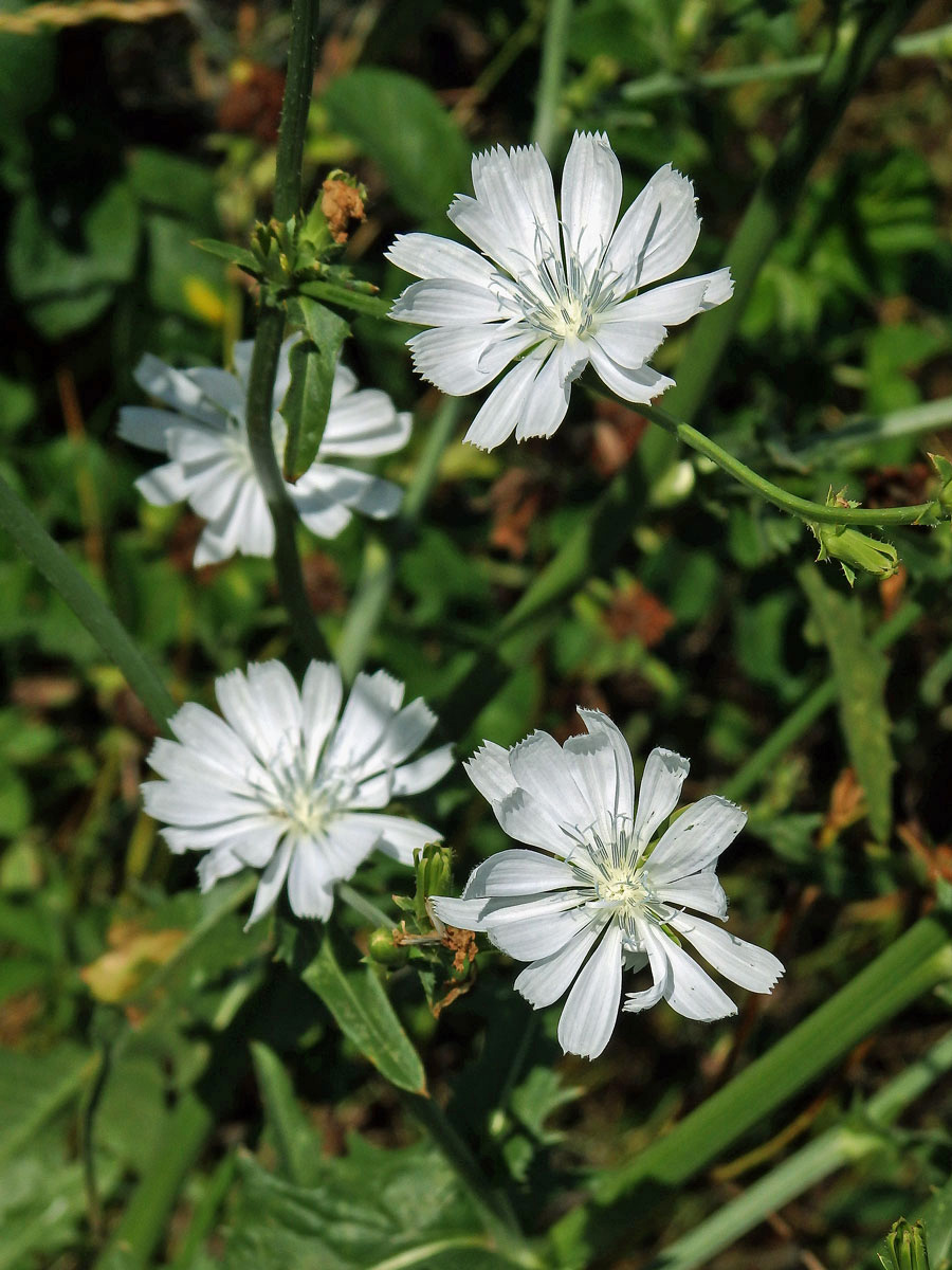 Čekanka obecná (Cichorium intybus L.) - rostlina s bílými květy (3d)