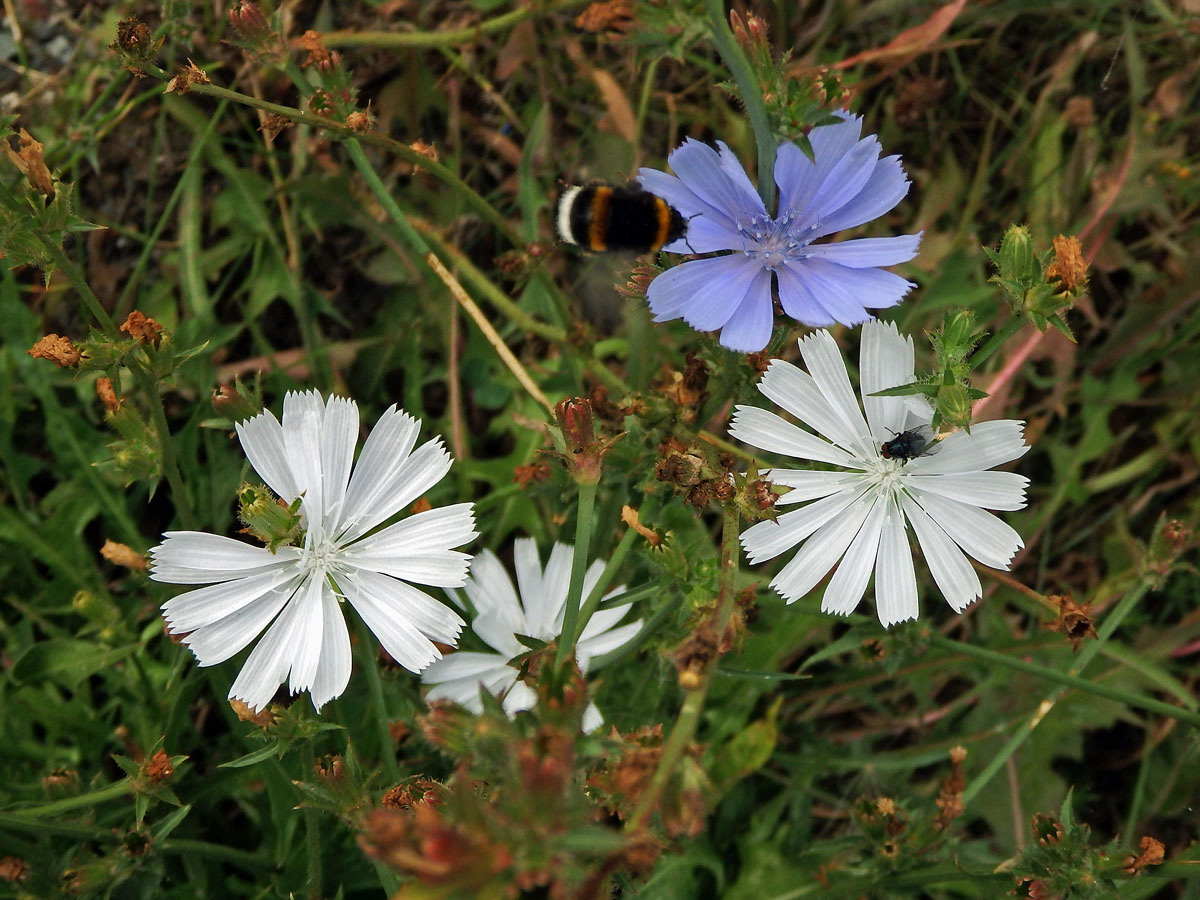 Čekanka obecná (Cichorium intybus L.) - rostlina s bílými květy (4)