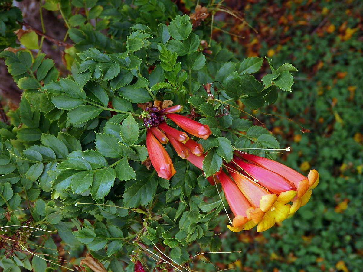 Tecoma fluva subsp. guarume (DC.) J. R. I. Wood