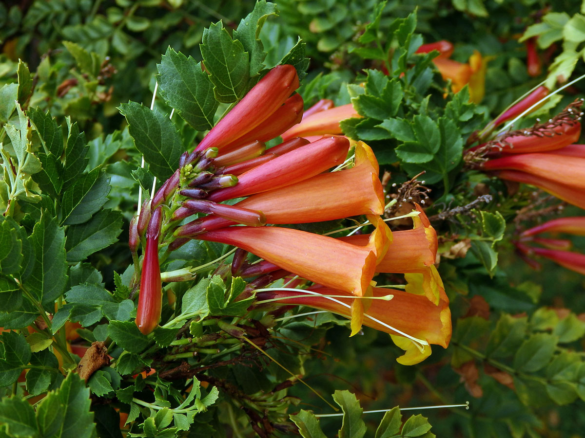 Tecoma fluva subsp. guarume (DC.) J. R. I. Wood