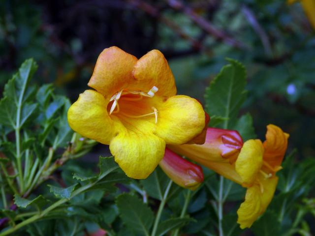 Tecoma fluva subsp. guarume (DC.) J. R. I. Wood