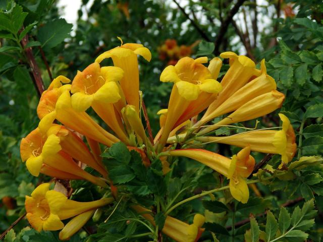 Tecoma fluva subsp. guarume (DC.) J. R. I. Wood