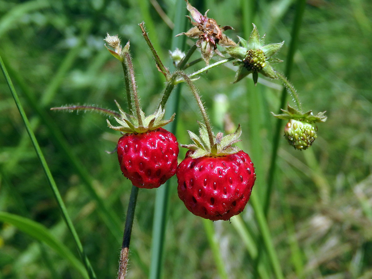 Jahodník trávnice (Fragaria viridis (Duchasne) Weston)