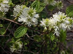 Fotergila větší (Fothergilla major (Sims) Lodd.)   