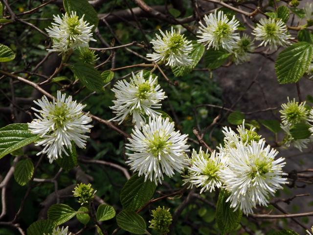 Fotergila větší (Fothergilla major (Sims) Lodd.)