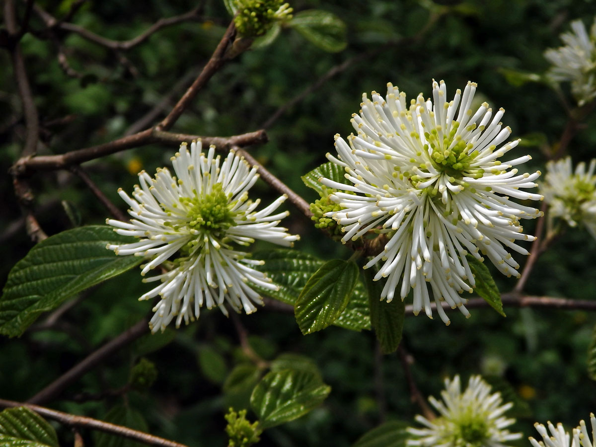 Fotergila větší (Fothergilla major (Sims) Lodd.)