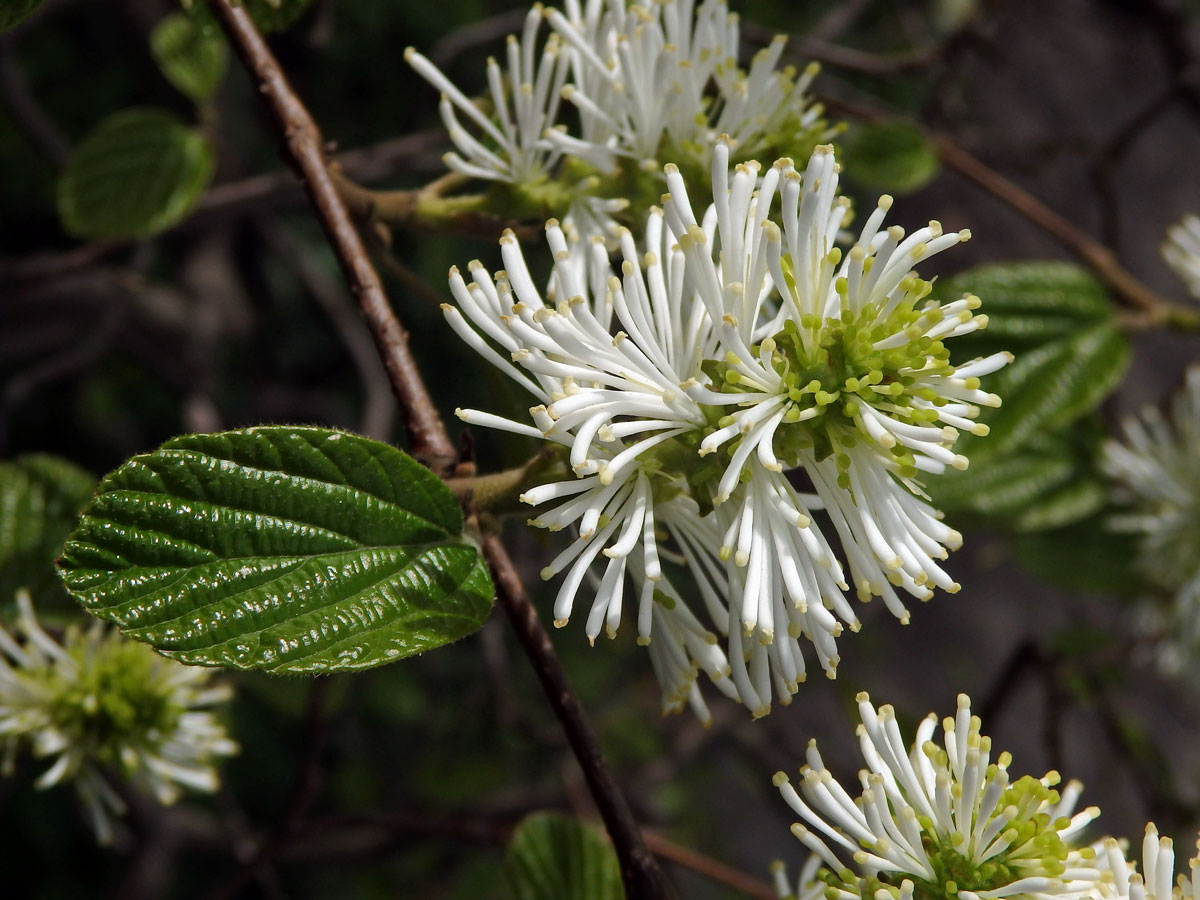 Fotergila větší (Fothergilla major (Sims) Lodd.)