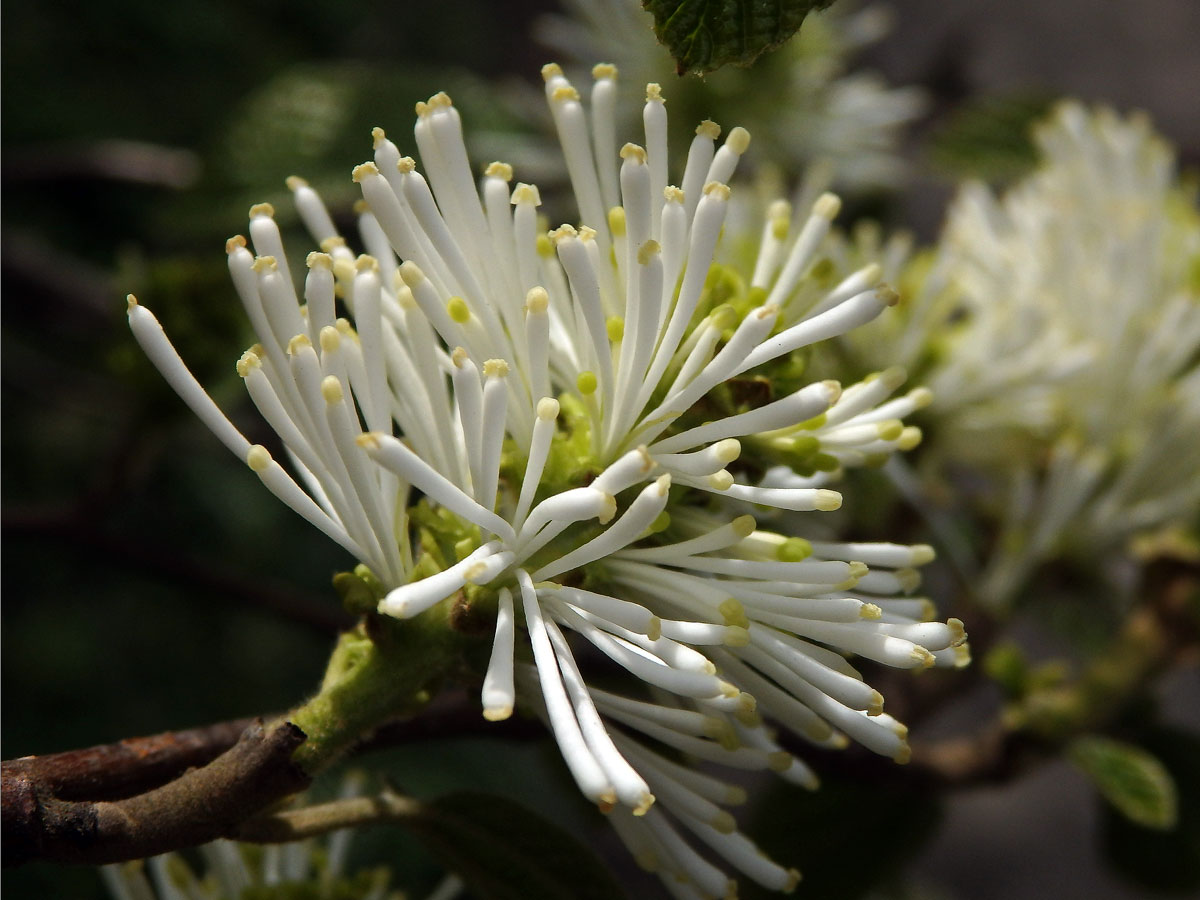 Fotergila větší (Fothergilla major (Sims) Lodd.)