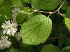 Fotergila větší (Fothergilla major (Sims) Lodd.)