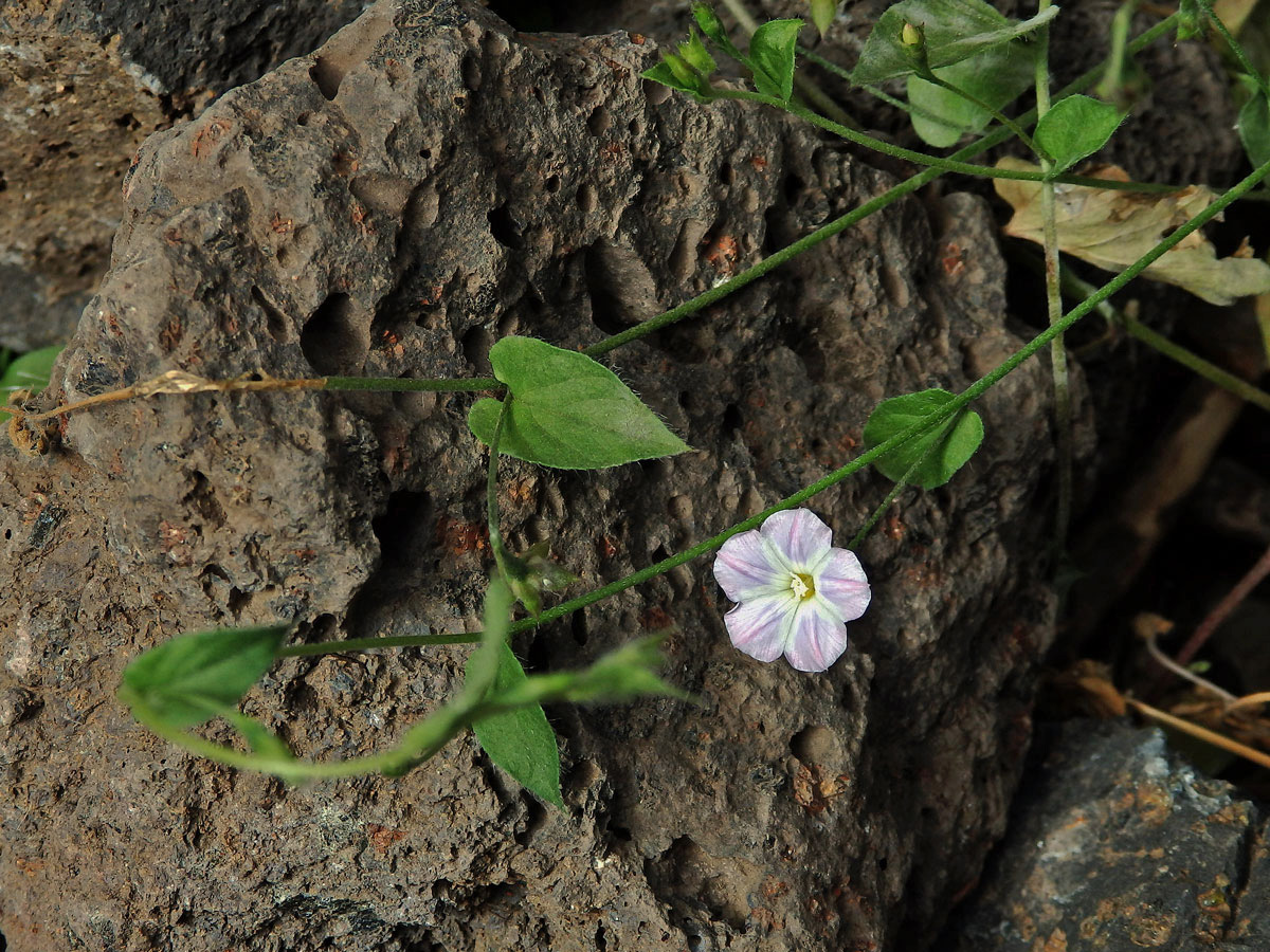 Svlačec (Convolvulus siculus L.)