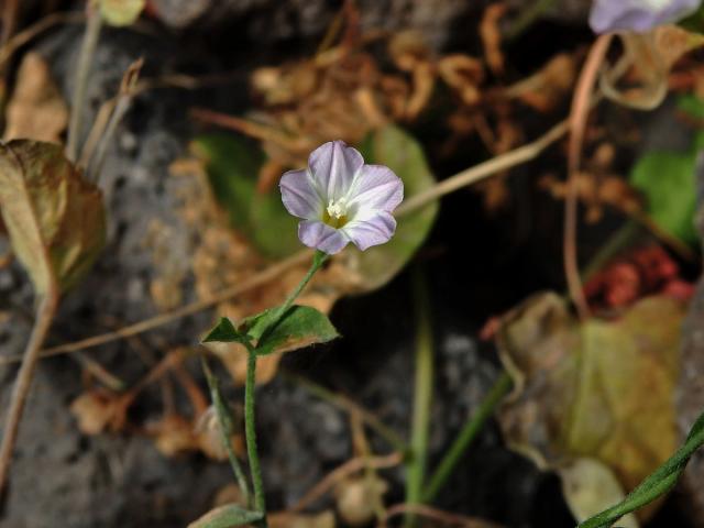 Svlačec (Convolvulus siculus L.)