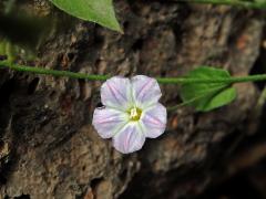 Svlačec (Convolvulus siculus L.)