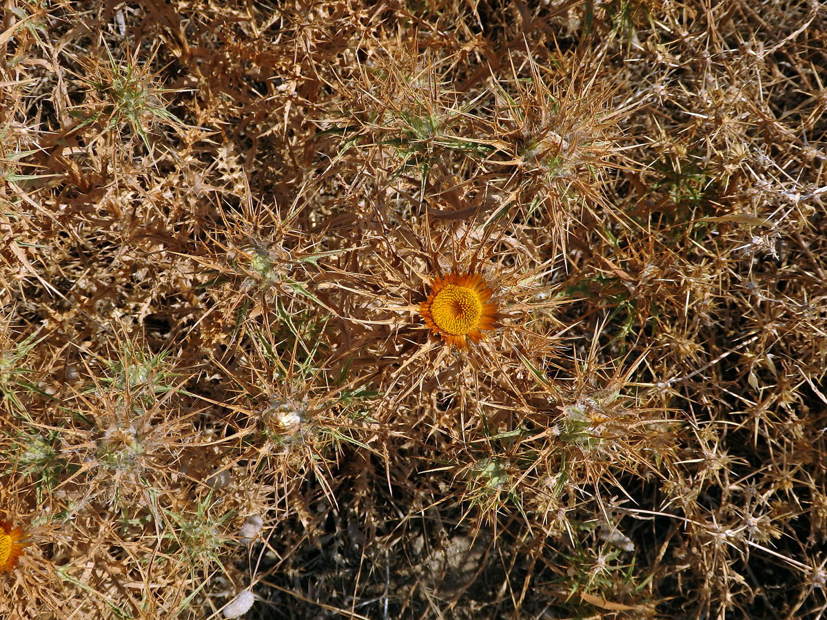 Pupava (Carlina corymbosa L.)