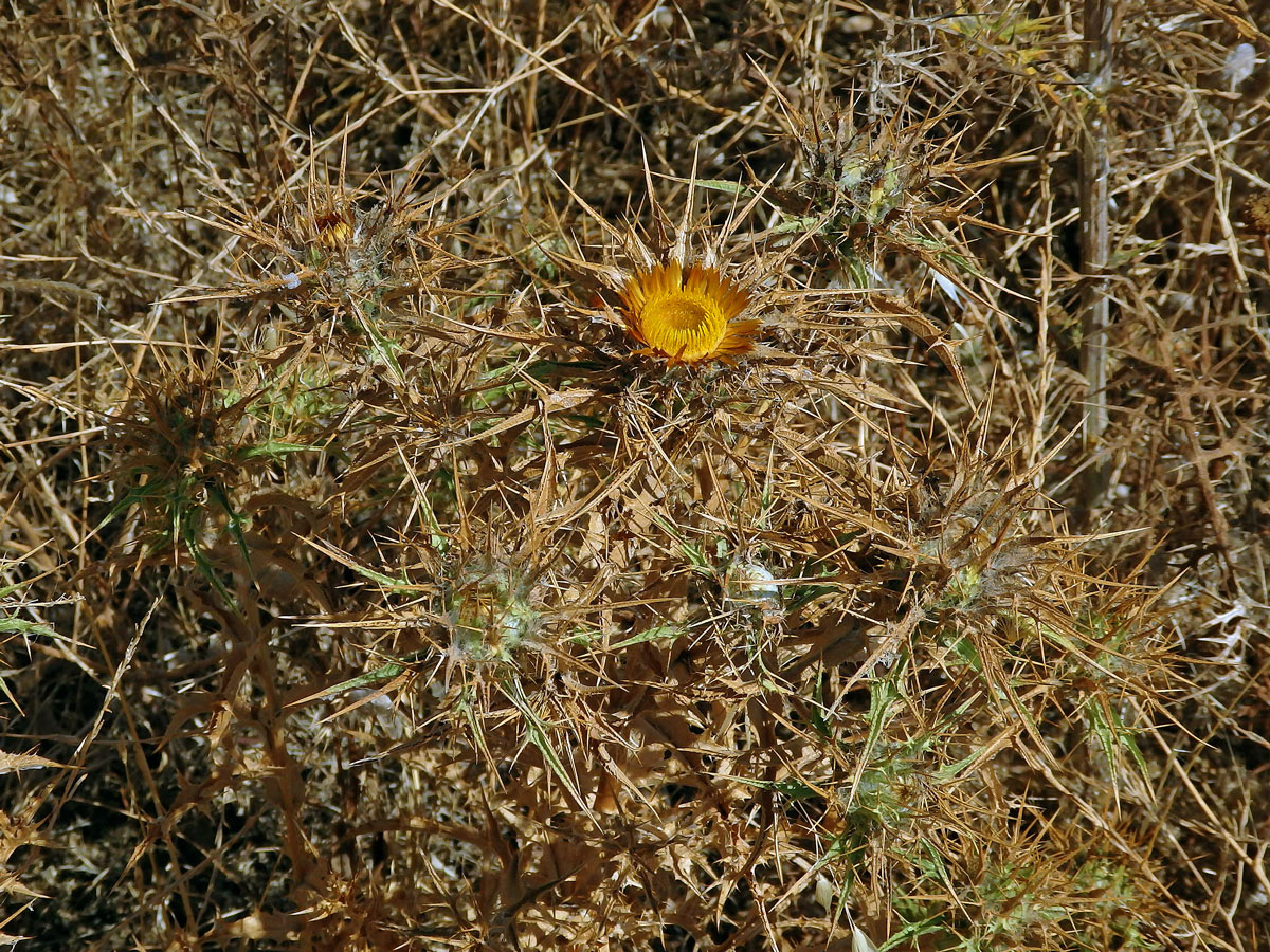 Pupava (Carlina corymbosa L.)