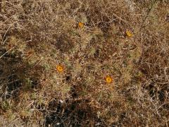 Pupava (Carlina corymbosa L.)