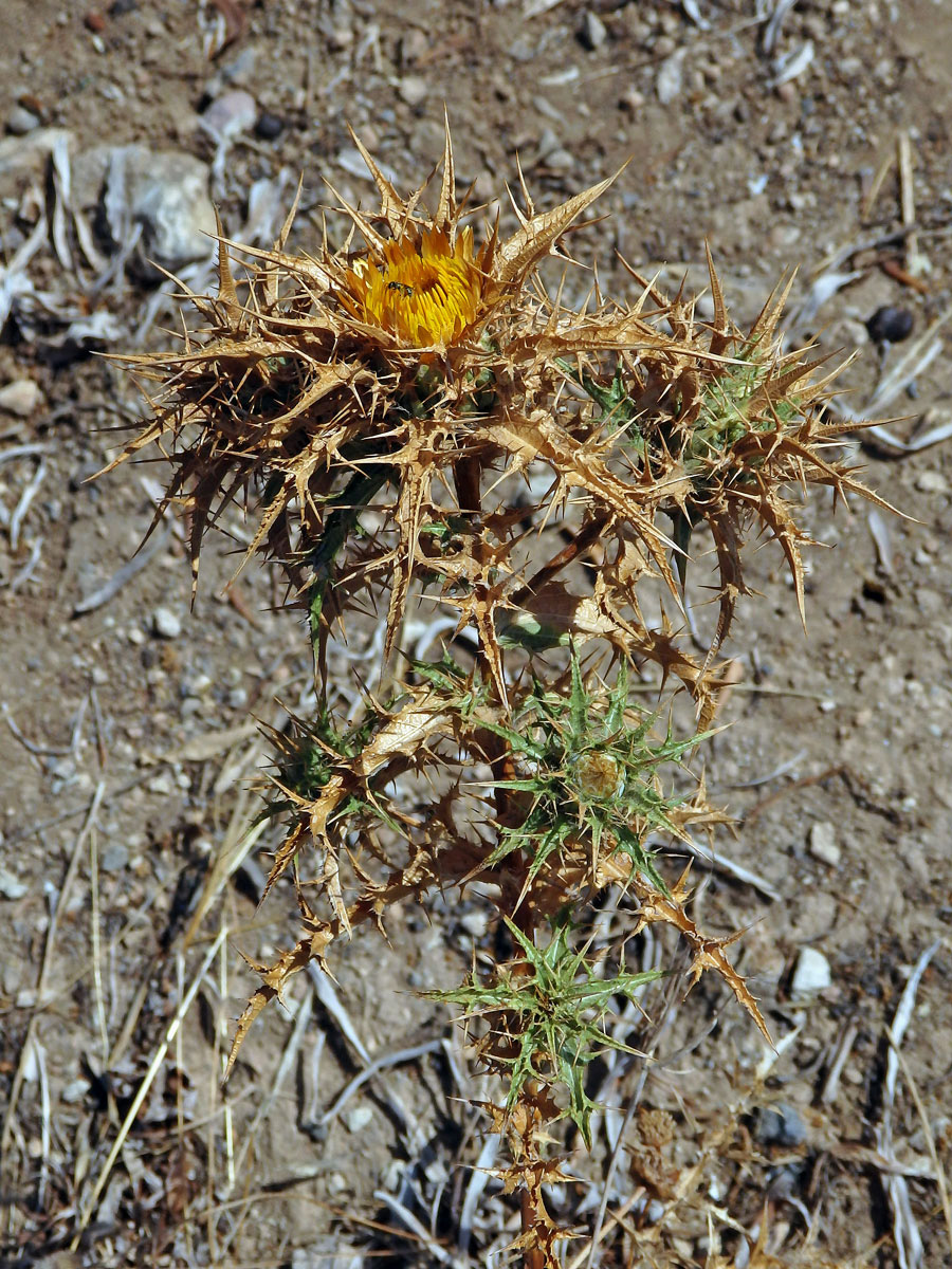 Pupava (Carlina corymbosa L.)