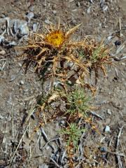 Pupava (Carlina corymbosa L.)