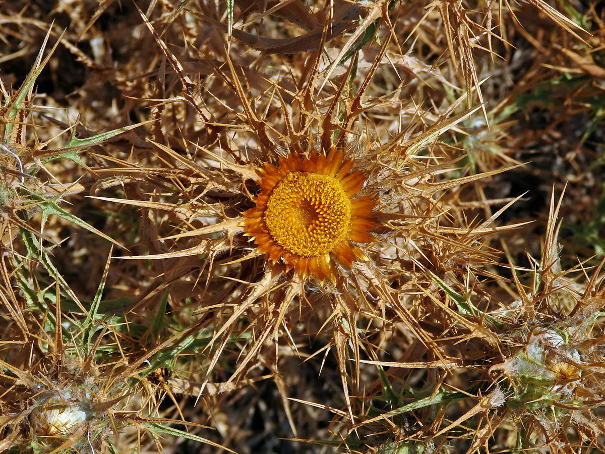 Pupava (Carlina corymbosa L.)