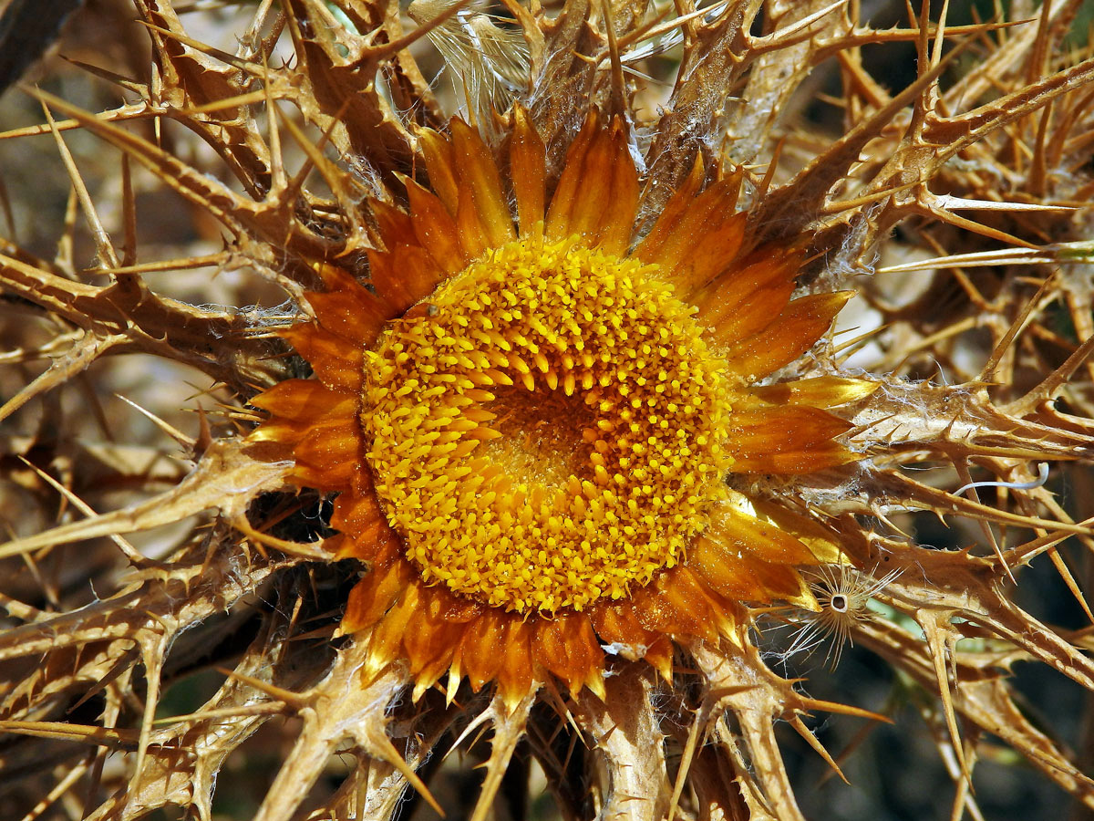 Pupava (Carlina corymbosa L.)