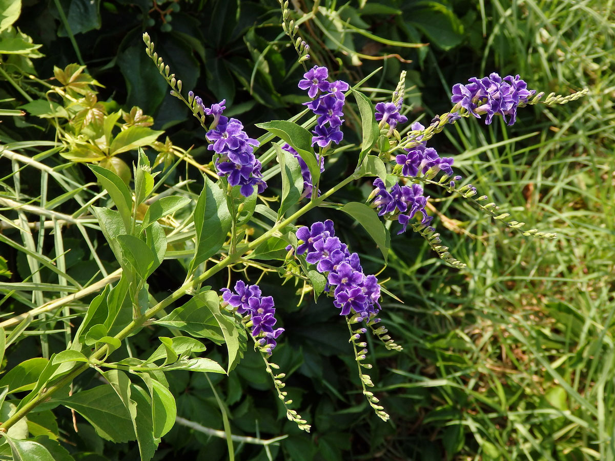 Duranta vzpřímená (Duranta erecta L.)