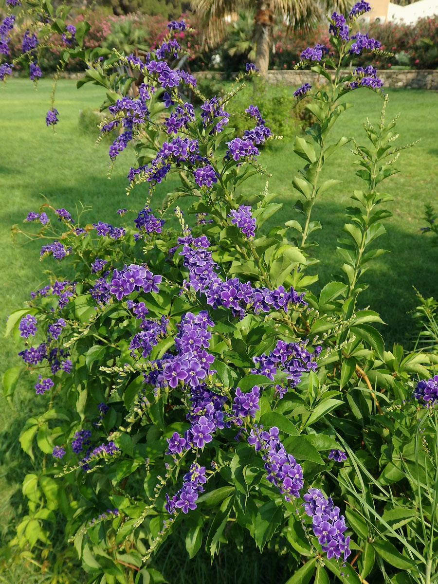 Duranta vzpřímená (Duranta erecta L.)