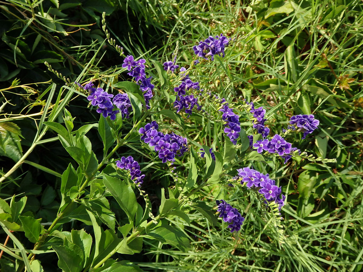 Duranta vzpřímená (Duranta erecta L.)