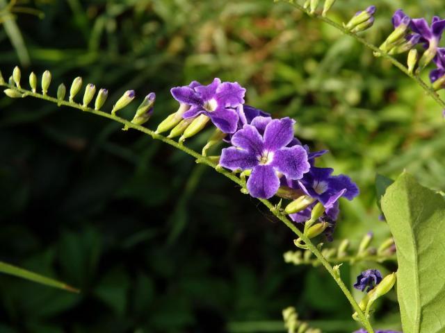 Duranta vzpřímená (Duranta erecta L.)