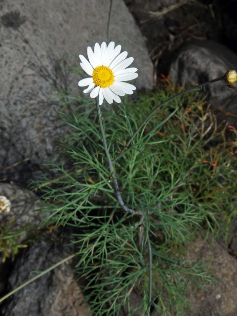 Kopretinovec (Argyranthemum foeniculaceum (Willd.) Webb ex Sch. Bip.)