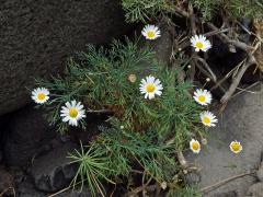 Kopretinovec (Argyranthemum foeniculaceum (Willd.) Webb ex Sch. Bip.)