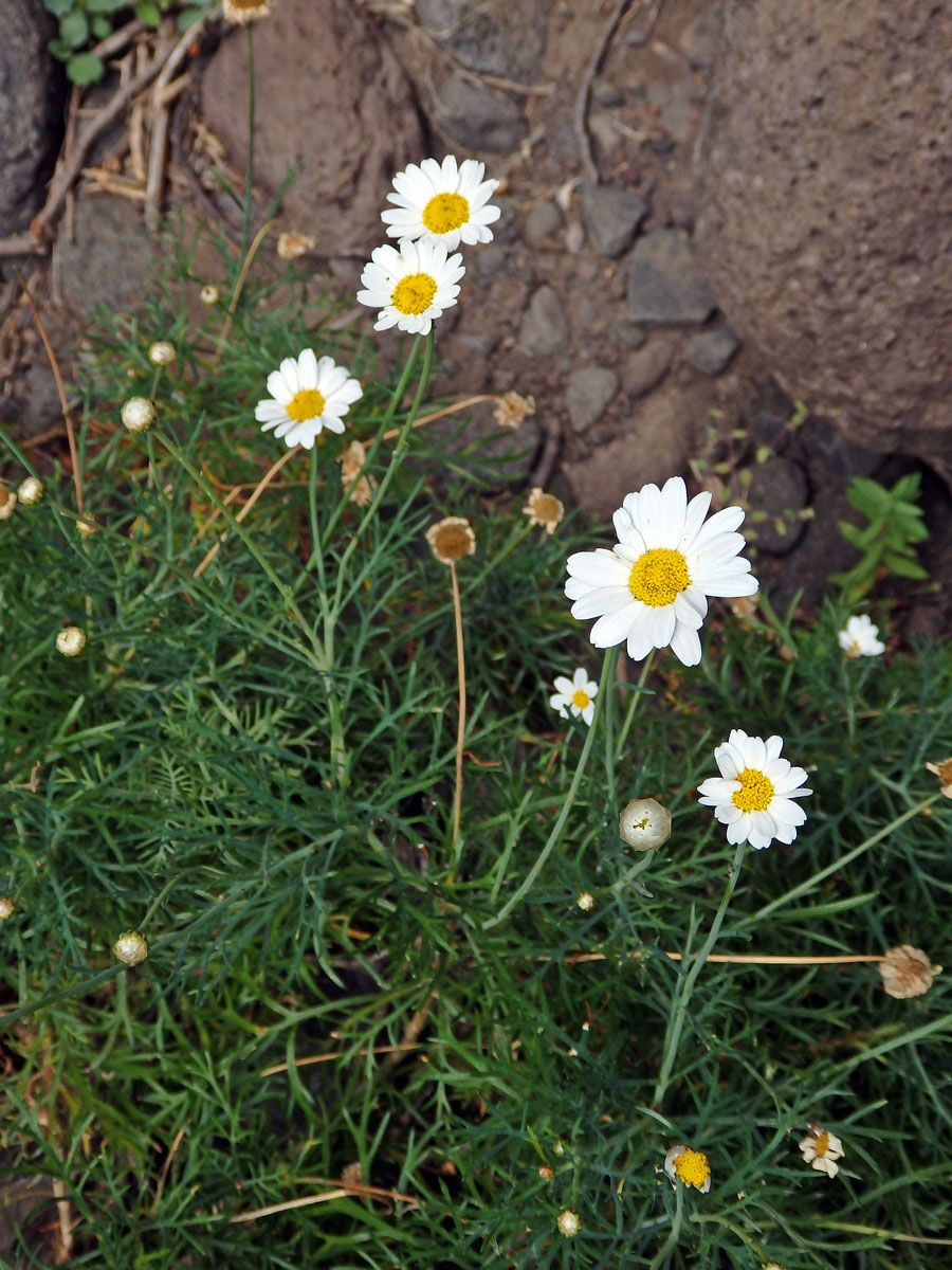 Kopretinovec (Argyranthemum foeniculaceum (Willd.) Webb ex Sch. Bip.)