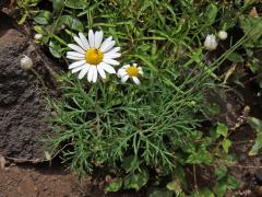 Kopretinovec (Argyranthemum foeniculaceum (Willd.) Webb ex Sch. Bip.)