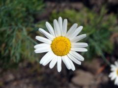 Kopretinovec (Argyranthemum foeniculaceum (Willd.) Webb ex Sch. Bip.)