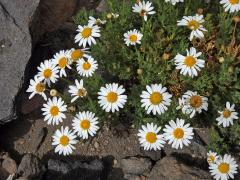 Kopretinovec  (Argyranthemum tenerifae Humphr.)