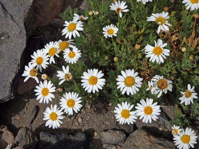 Kopretinovec  (Argyranthemum tenerifae Humphr.)