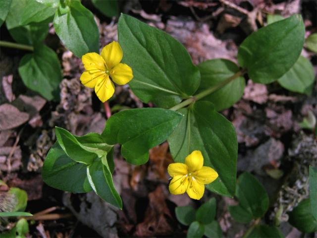 Vrbina hajní (Lysimachia nemorum L.)