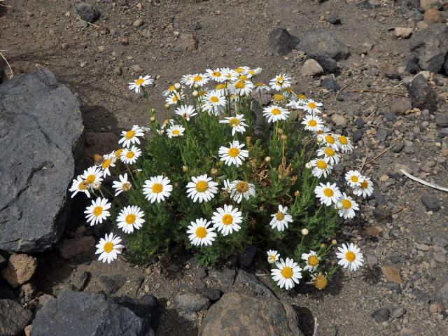 Kopretinovec  (Argyranthemum tenerifae Humphr.)